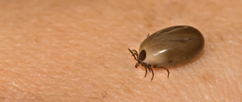 Engorged tick on skin in Upper Chichester Township, PA.