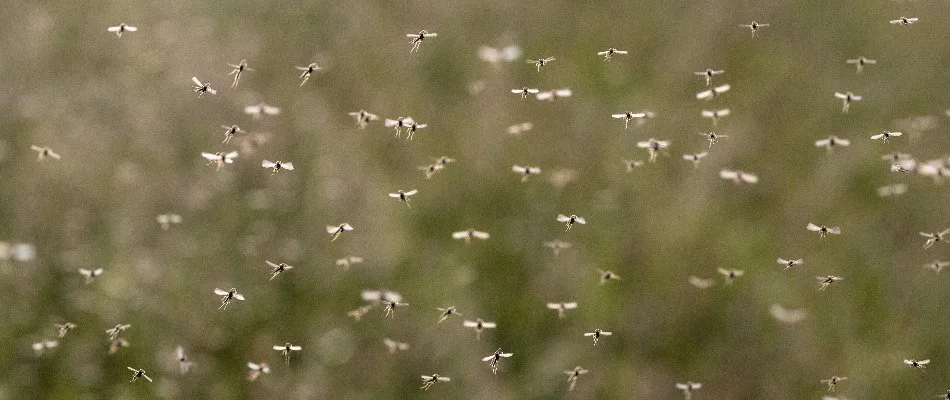 Flying mosquitoes in a yard in Rising Sun, MD.