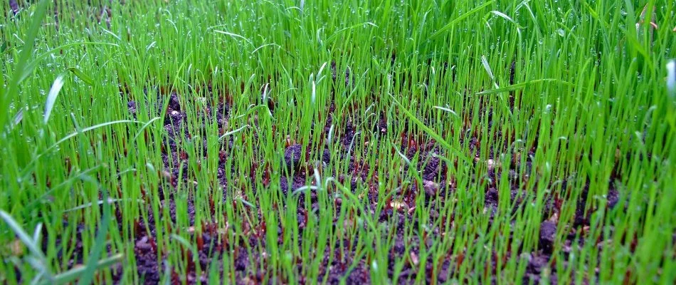 Grass on lawn during overseeding in Quakertown, PA.