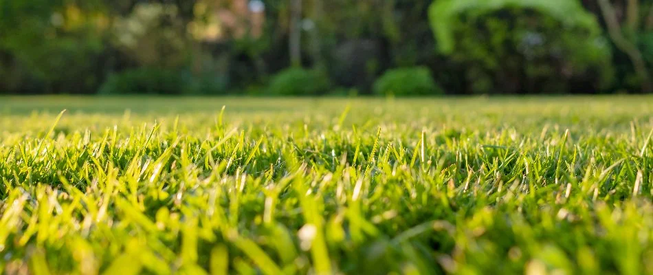 Green, healthy lawn on a property in North East, MD.