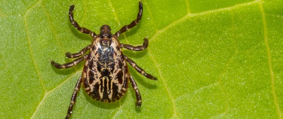 Green plant leaf with a tick in Maple Glen, PA.