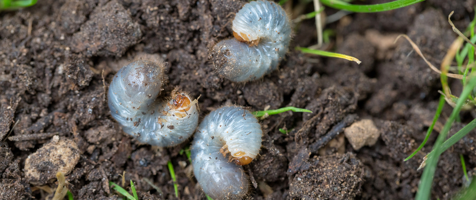 Grubs found in dirt on a potential client's property in Malvern, PA.