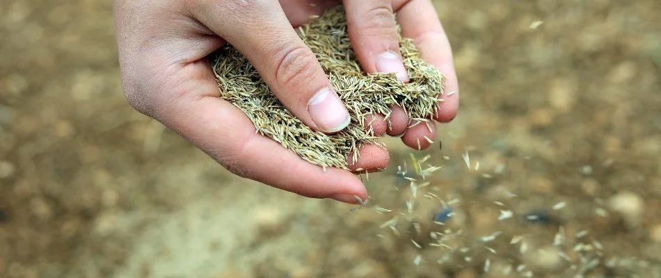 Hand spreading seeds upon a property in Horsham, PA.