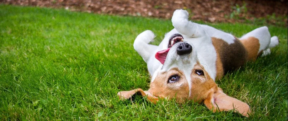 A happy dog enjoying a lawn in Wilmington, DE.