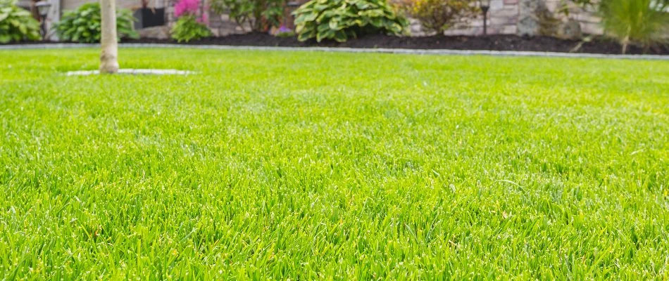 Healthy grass with small tree in Havre de Grace, MD.
