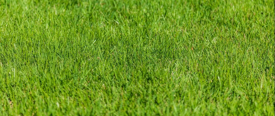 Healthy, green blades of grass on property in Elkton, MD.