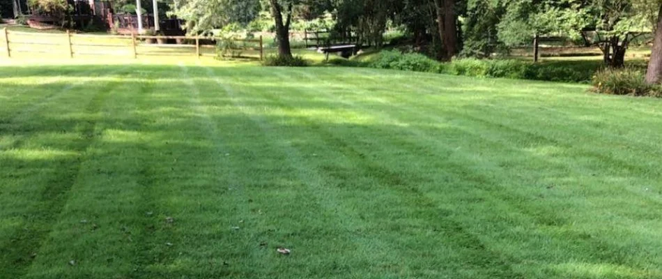 Healthy, green grass with mowing stripes in Middletown, DE.