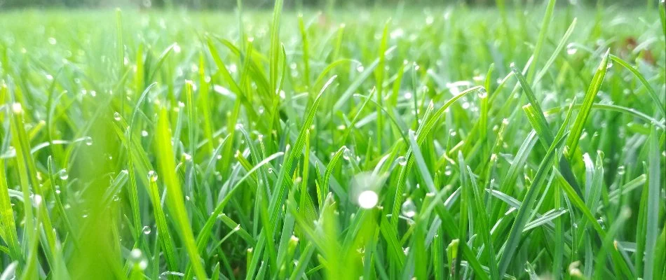 Thick and healthy green grass thanks to our lawn care services in New Hope, PA.