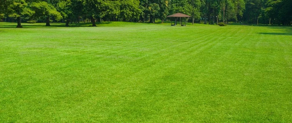 Healthy lush lawn in Chester, PA, with trees.