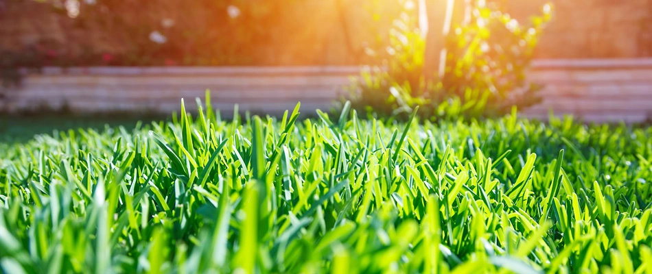 A serviced lawn for lawn care services in Horsham, PA.