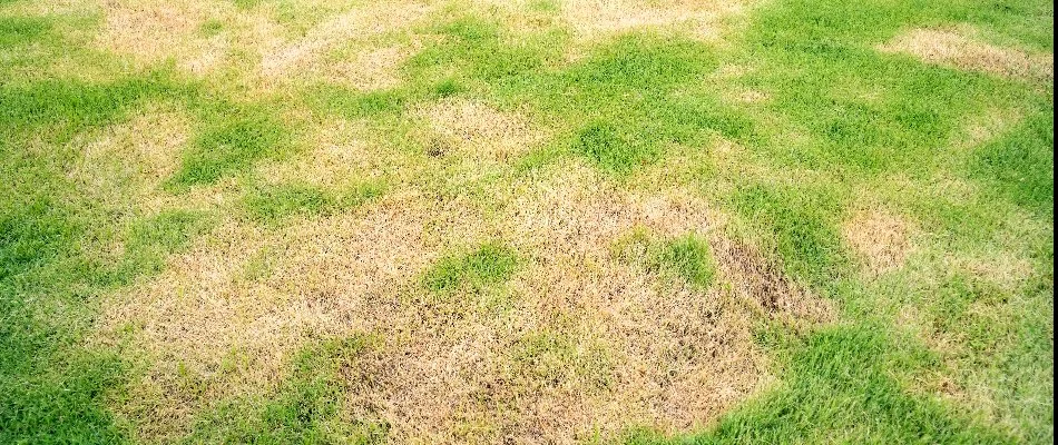 A large area of brown turf from a disease in Newark, DE.