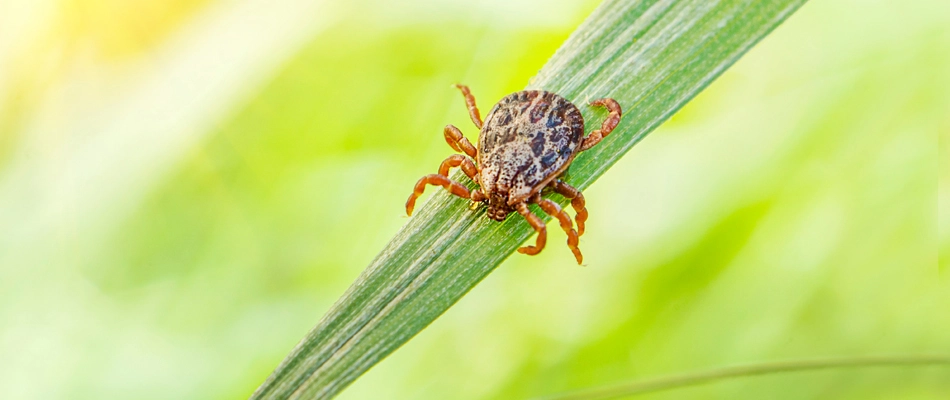 A large tick found crawling down a grass blade in a lawn in Newtown, PA.
