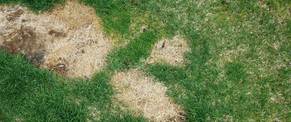 Lawn disease spreading upon a property in Horsham, PA. 