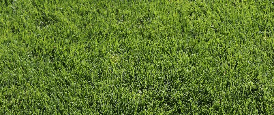 Lawn in Swarthmore, PA, with uniform, green grass.