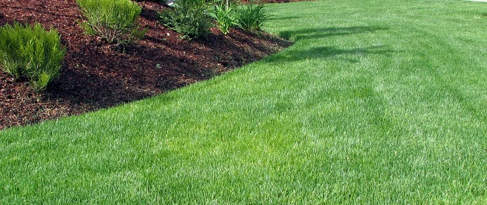 Lush green grass in Pottstown, PA, beside a landscape bed.