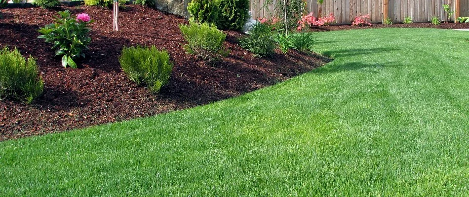 Lush green grass in Downingtown, PA, with mulched landscape bed.