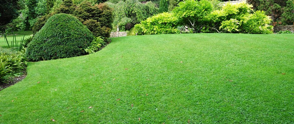 Thick, healthy, green grass due to regular lawn care in Horsham, PA.