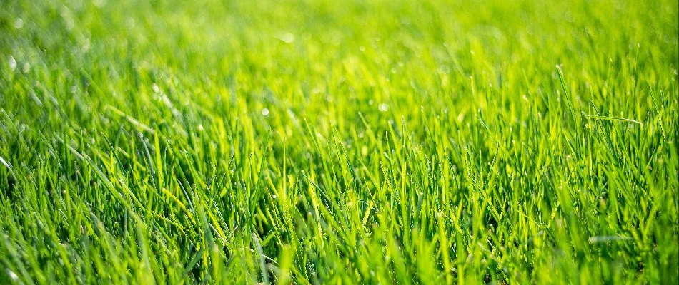 Thick, healthy, green grass due to regular lawn care in Horsham, PA.