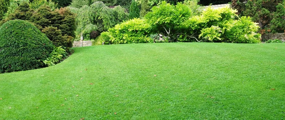Lush plants by a healthy lawn in Maple Glen, PA.