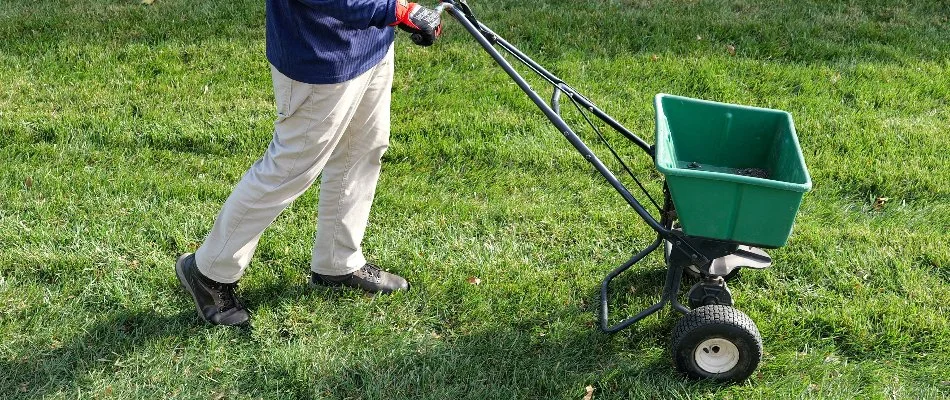 Man spreading granular fertilizer on a lawn in Harleysville, PA.