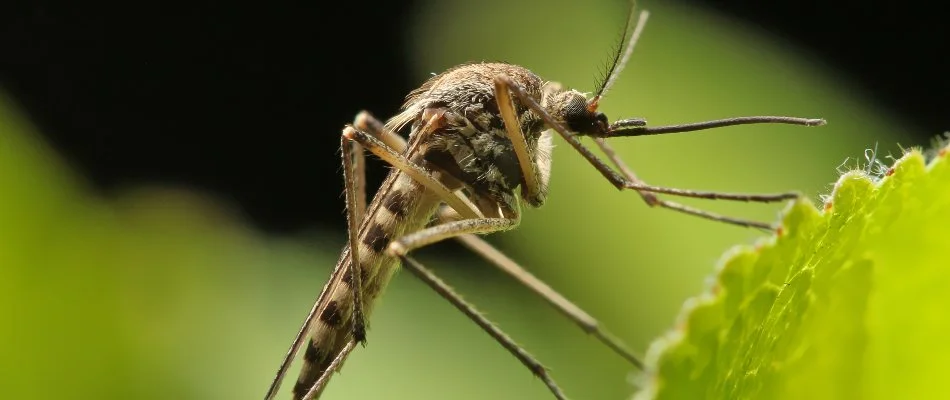 Mosquito attached to a leaf in Wilmington Manor, DE.