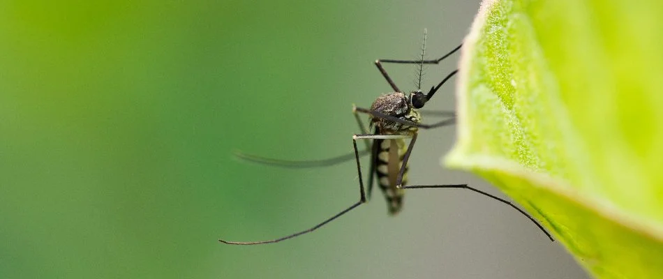 Mosquito attached to a leaf in Telford, PA.