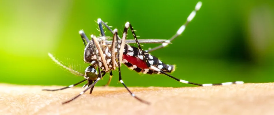 Mosquito biting a person on a property in Quakertown, PA.