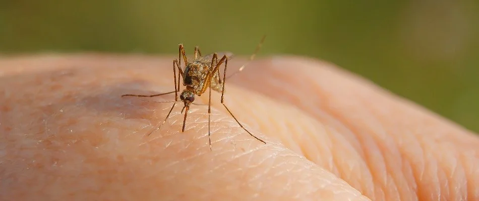 Mosquito in Harleysville, PA, biting bare hand.