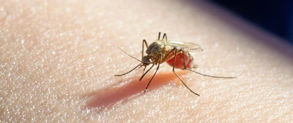 Mosquito in Swarthmore, PA, biting bare skin.