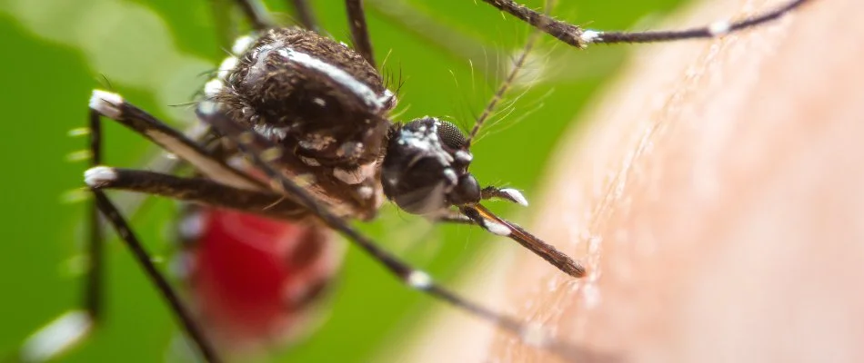 Mosquito biting the skin of a person on a property in Newark, DE.