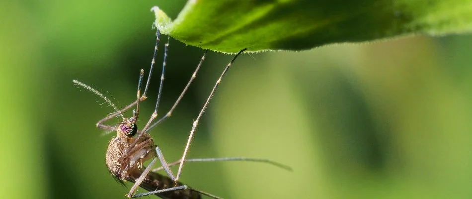 Mosquito hanging from a plant leaf in Hockessin, DE.