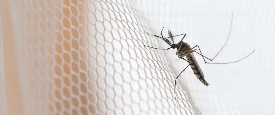 Mosquito in Newark, DE, on a white mesh material.