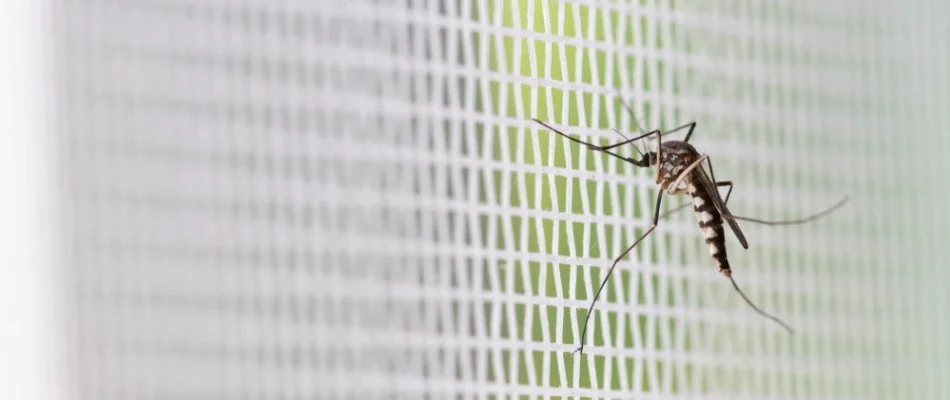 Mosquito on a white screen mesh in Lionville, PA.