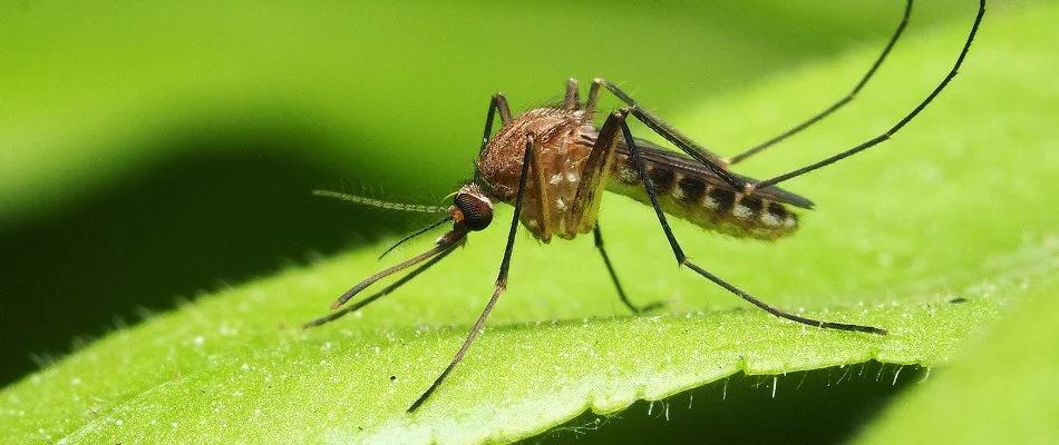 Mosquito standing on a leaf in Willow Grove, PA.
