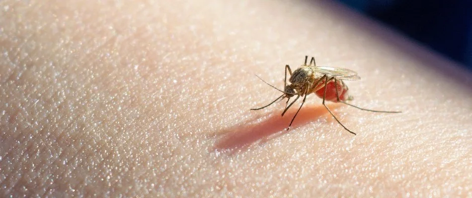 Mosquito in Chester, PA, on bare skin.