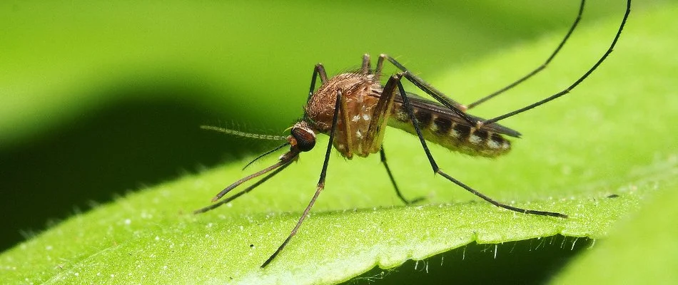 Mosquito standing on a green piece of vegetation in Elkton, MD.