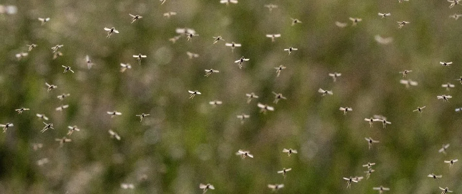 Mosquitoes flying through the air in North East, MD.