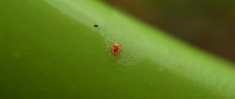 Red chigger on a green stem in Buckingham Township, PA.