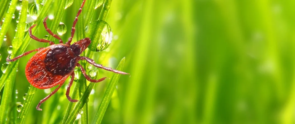 Red tick on grass with water droplet on a property in Drexel Hill, PA.