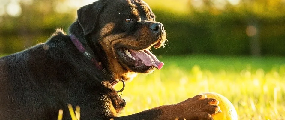 A rottweiler with a ball on grass in Newark, DE.