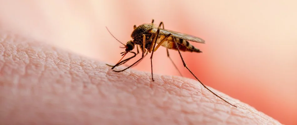 Single mosquito on skin in Levittown, PA.