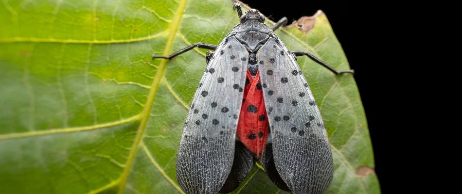 Spotted lanternfly eating a leaf in Newark, DE.