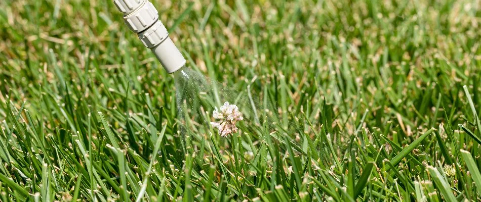 Treating weed on a lawn in Oxford, PA, with weed control.