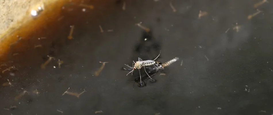 Stagnant water in Havre de Grace, MD, with a mosquito and larvae.