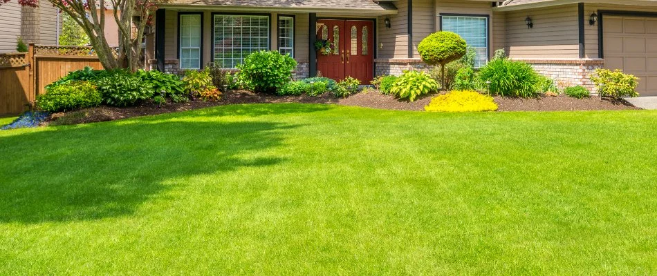 Sun shining on green fertilized lawn in Chalfont, PA.