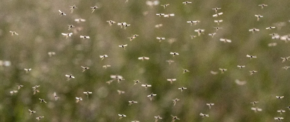 A swarm of mosquitoes in Smyrna, DE.