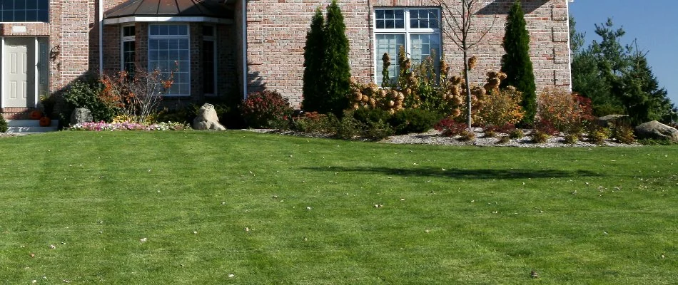 Thick lawn in Buckingham Township, PA, with plants and shrubs.