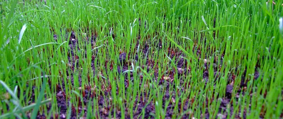 Thin, green lawn on a property in North Star, DE.