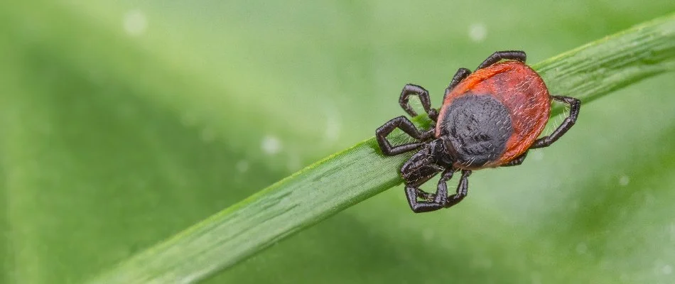 Tick in Chalfont, PA, clinging on a leaf.
