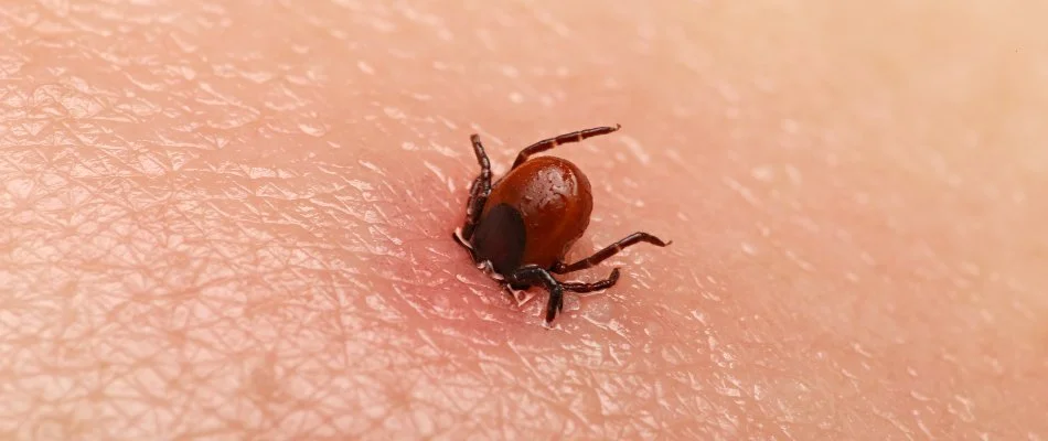 Tick in Pennsburg, PA, embedded on skin.